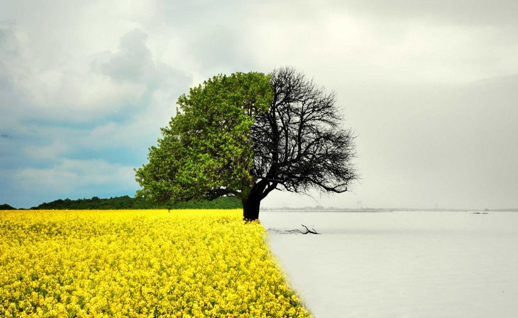 Baum in den Jahreszeiten Sommer und Winter - Bedeutung für Resilienz
